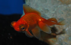 Sluierstaart Butterfly Mix