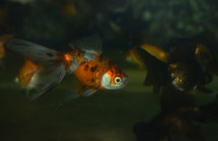 Sluierstaart Butterfly Mix