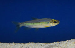 Alestopetersius Brichardi Red L Rode Kongozalm