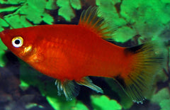 Xiphophorus maculatus platy Victory Rood
