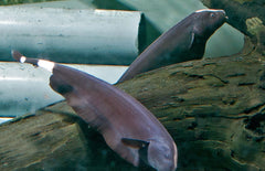 Apteronotus albifrons - zwarte mesvis nakweek