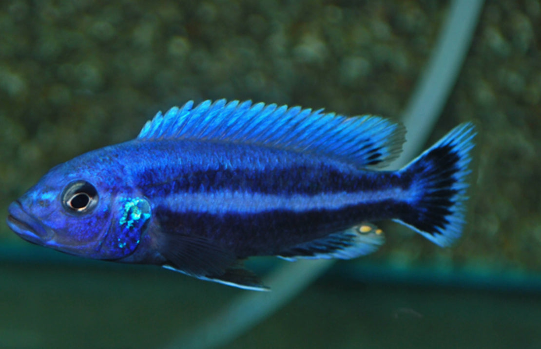 Melanochromis Chipokae