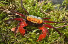 Vampierkrab mix