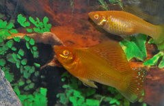 Poecilia velifera Hoogvinkarper Goud