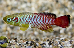 Nothobranchius Guentheri L Killivis Guentheri