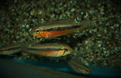 Apistogramma Elizabethae