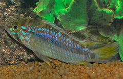 Apistogramma Ortegai M Dwergcichlide Ortegai