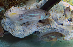 Apistogramma Sp. Alto Tapiche