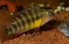 Pelvicachromis Humilis Sp. Boffa