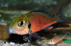Callochromis Macrops Tanganyika Grootoog Zandcichlide