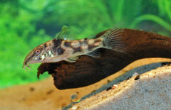 Scleromystax Barbatus M Pantsermeerval Barbatus