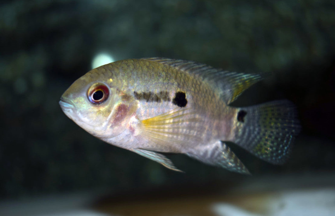 Aequidens portalegrensis Groene Acara