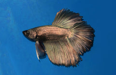 Betta Spendens halfmoon Copper Man Kempvis Halfmoon Copper Man