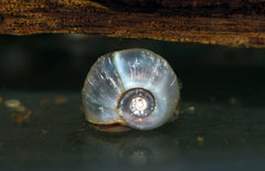 Planorbarius corneus blue Posthoornslak blauw