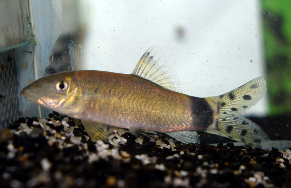 Yasuhikotakia splendida Botia splendida