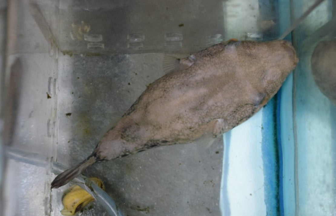 Tetraodon suvattii (Kofferkogelvis Mekong)