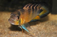 Apistogramma Rositae