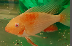Acarichthys Heckelii Variatus Albino
