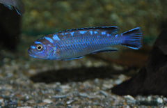 Pseudotropheus Elongatus Neon Spot