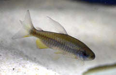 Phenacogrammus Sp. orange Makoua M Kongozalm Orange Makoua