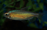 Phenacogrammus Sp. orange Makoua M Kongozalm Orange Makoua