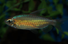 Phenacogrammus Sp. orange Makoua M Kongozalm Orange Makoua