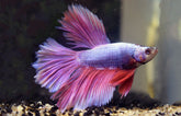 Betta Splendens Halfmoon Male Mixed colors