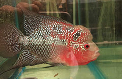 Cichlidae Sp. Flowerhorn Red Pearl
