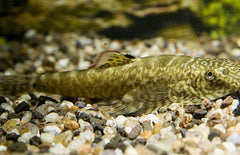 Pseudogastromyzon Myersi Algeneter