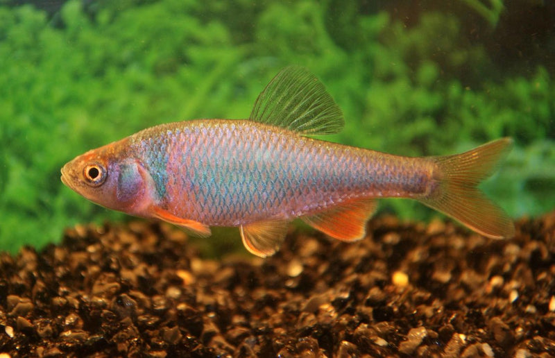 Notropis Lutrensis