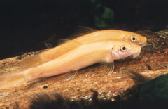 Gyrinocheilus Aymonieri M Chinese Algeneter Goud