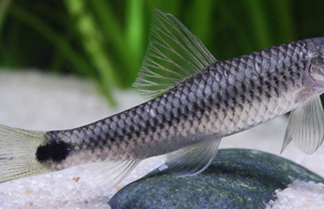 Crossocheilus reticulatus M Algeneter reticulatus