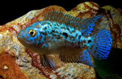 Rocio Octofasciata Electric Blue S Blue Dempsey Cichlide