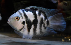 Amatitlania Nigrofasciata Coral Blue M Zebra Cichlide Coral Blue