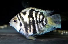 Amatitlania Nigrofasciata Coral Blue M Zebra Cichlide Coral Blue