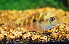 Geophagus Surinamensis M Roodstreep Aardeter