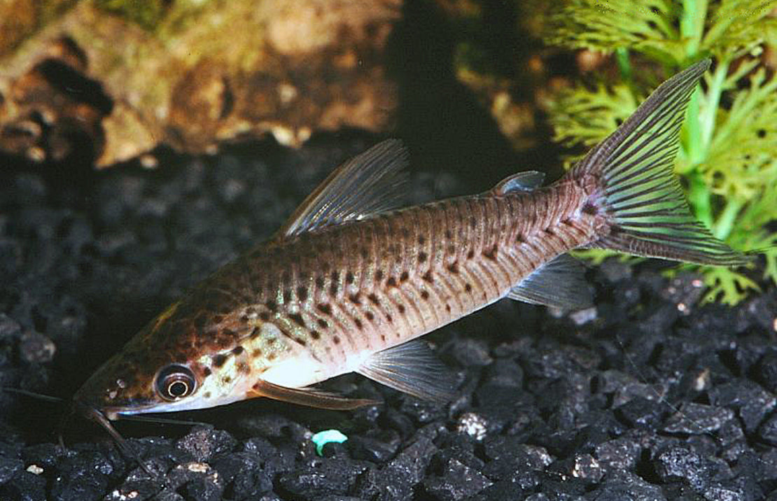 Dianema Longibarbis M Patrijspoort Meerval