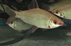 Distichodus Affinis Roodvin Distichodus