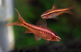 Puntius Titteya Long Fin M Sherry Barbeel Sluier