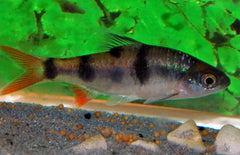 Dawkinsia Tambraparniei XL Barbeel Arulius