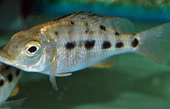 Fosorochromis rostratus
