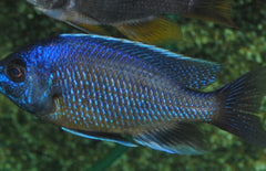 Haplochromis - copadichromis borleyi Kadango Red Malawi Cichlide