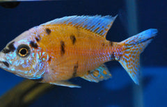 Aulonocara Orange Blotched Malawi Cichlide