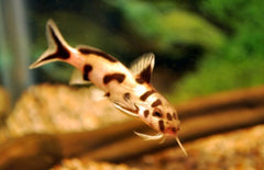 Synodontis Polli White Baardmeerval Polli White