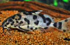 Synodontis Multipunctatus M Koekoeksmeerval