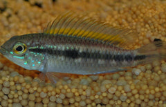 Apistogramma Bitaeniata Shishita