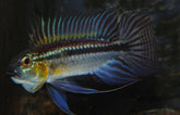 Apistogramma Bitaeniata Shishita