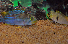 Apistogramma Panduro L Dwergcichlide Panduro