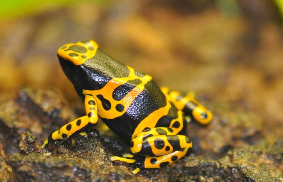 Dendrobates leucomelas (eu-bred) M Bijengifkikker