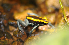 Phyllobates vittatus (eu-bred) M Gestreepte Pijlgifkikker